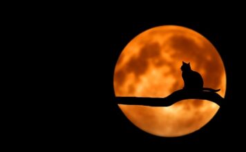 Jak oduczyć kota sikania po kątach?