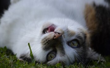 Kiedy IRR jest korzystne?