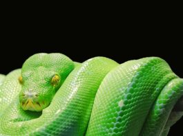 Co jest lepsze Python czy Java?