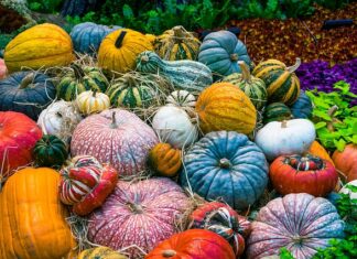 Czy wegetarianie jedzą zupy?