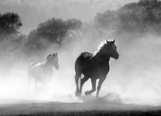 Ile kosztuje 1 kg pyłku pszczelego?