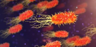 Co zakwasza organizm kota?