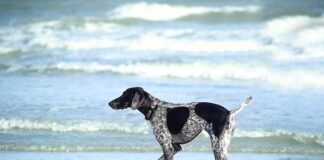 Ile moczyć osełkę?