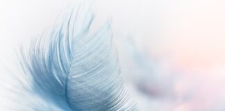 Jakie platformy do XC?