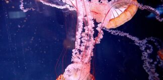 Na jaką odległość działa paralizator?