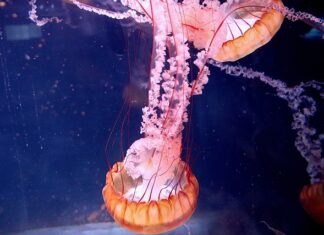 Na jaką odległość działa paralizator?