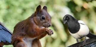 Czy Osełka to masło?