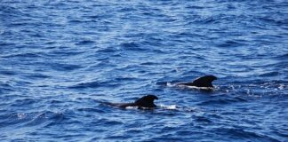 Jak się ubierać po Morsowaniu?