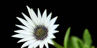 Jak nosić pelerynę?