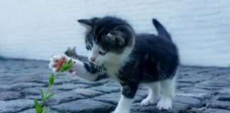 Czy warto kupić skarpety kompresyjne?